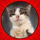 Meowmad Ali logo