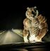 Muscul Tiger logo