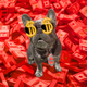 Bully logo