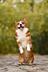Corgi logo