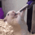 HAMSTER ***** logo