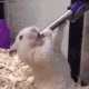 HAMSTER ***** logo