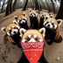Red Panda Gang logo