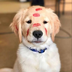 DOGSTORY logo