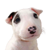 Trilly logo