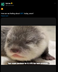 Kucoin's Otter logo