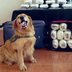 dog plug ⠀⠀⠀⠀⠀⠀⠀⠀⠀⠀⠀⠀⠀⠀⠀⠀⠀⠀⠀⠀⠀⠀⠀⠀⠀⠀⠀⠀⠀⠀⠀⠀⠀⠀⠀⠀⠀⠀⠀⠀⠀⠀s3mVD5wYeK6zNq5k4FE3DNBNFRJ9vwdkDnqUX8qYxpump logo