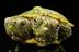 Barf and Belch Two-Headed Pepe logo
