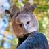 Harpy the Eagle logo