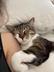 brimig's cat logo