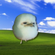 the chubby chub logo