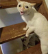 Cough Cat logo