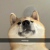 SnapDog logo