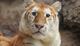 Ava The Golden Tiger logo