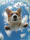 skydiving dog logo