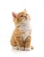 Just a Cat Meow :3 logo