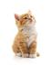 Just a Cat Meow :3 logo