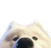 pik logo