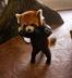 China's Famous Red Panda logo