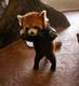 China's Famous Red Panda logo