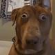 Mortified Dog logo