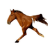 2 legged horse logo