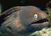 The Eel No Cheel logo