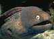 The Eel No Cheel logo
