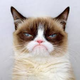 Domestic Cat logo