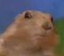 Dramatic Chipmunk logo