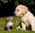 Dog & Cat logo