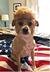 TRUMPS DOG logo