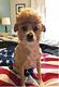 TRUMPS DOG logo
