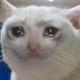 sad cat logo
