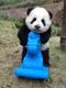 No1 Panda In China logo