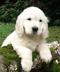 Puppy logo
