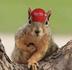 PNUT MAGA logo