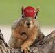 PNUT MAGA logo
