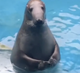 Stefano the Seal logo