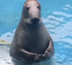 Stefano the Seal logo