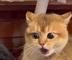 CocaineCat logo