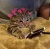 Socutecat logo