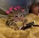 Socutecat logo