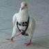StrappedBird logo