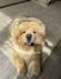 DEXTER THE CHOWCHOW  logo