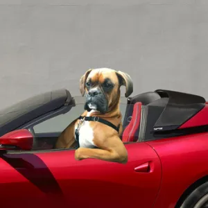 RARI token