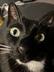 MAUS A TRON CAT logo