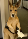 Passenger kangaroo logo