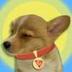SUNPUP logo