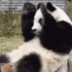 PandaCoin  logo